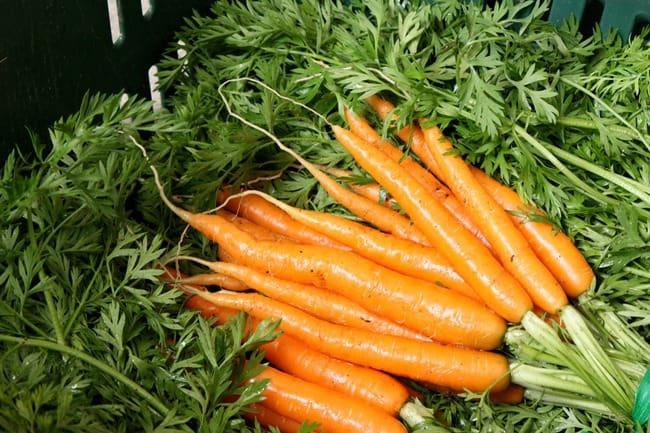 Рис. 1. Молодая фермерская морковка стоит на порядок выше