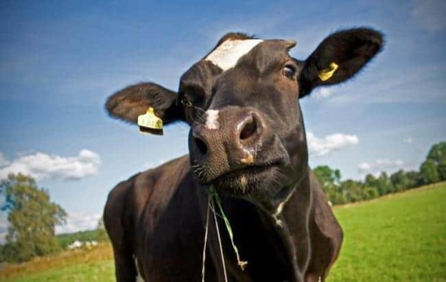 Сколько стоит дойная корова?