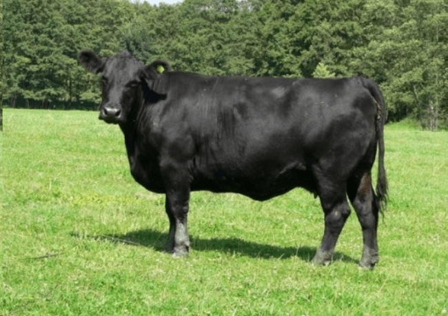 Рисунок 1. Black angus — одна из самых ценных мясных пород. Источник: Ферма.Ру