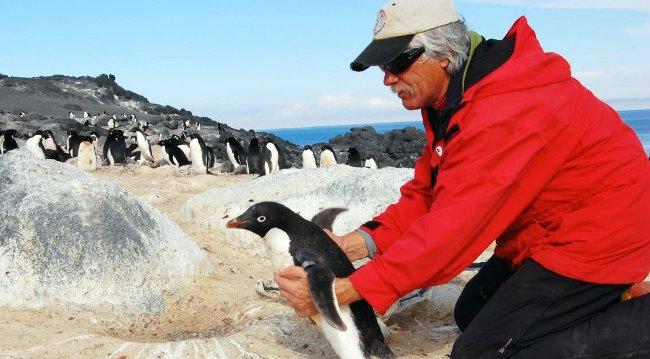 Рис. 8. А вот ещё одна интересная профессия – переворачиватель пингвинов. Кстати, тоже помогает сохранить популяцию редких птиц.