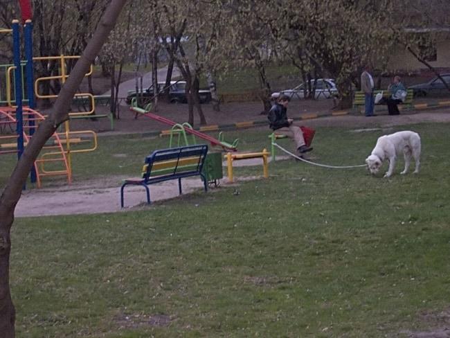 Жалоба на выгул собак на детской площадке