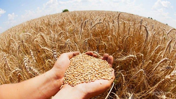 В Минсельхозе посчитали, сколько в России пшеницы