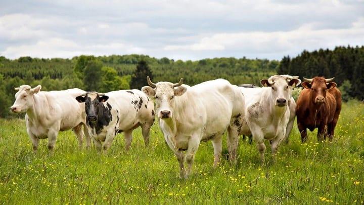 Эксперты сельхозпереписи посчитали, сколько в России коров