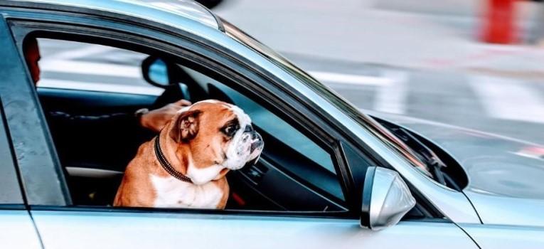 Как оформить разрешение на провоз собаки