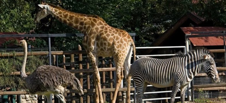 5 самых больших зоопарков России
