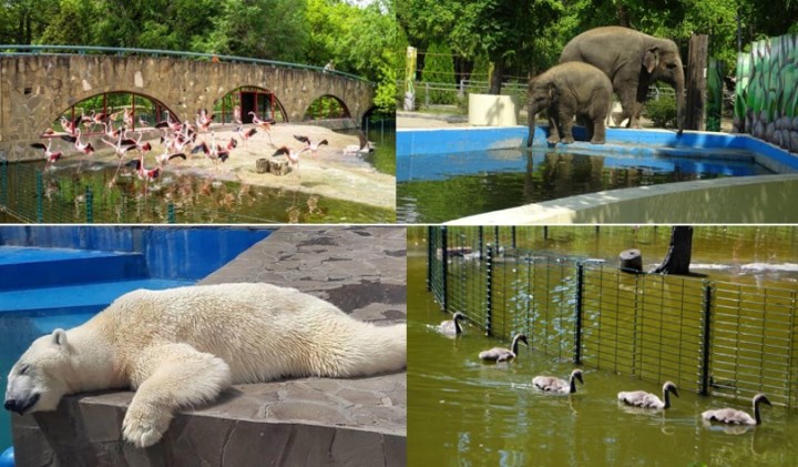 Большой зоопарк видео. Ростовский зоопарк антропоидник. Самый большой зоопарк. Самый огромный зоопарк в России. Пространственный зоопарк.